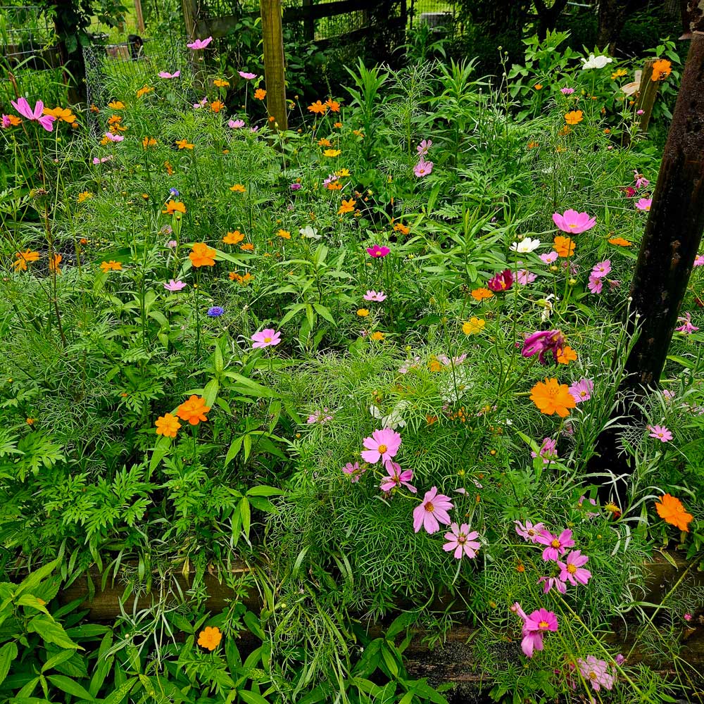 Wild Flowers