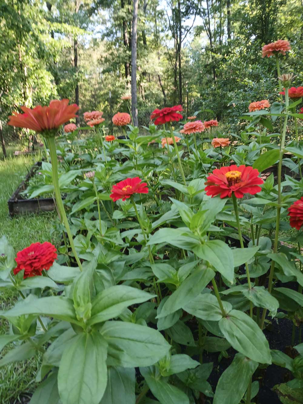 Giant Red and Salmon Zinnias