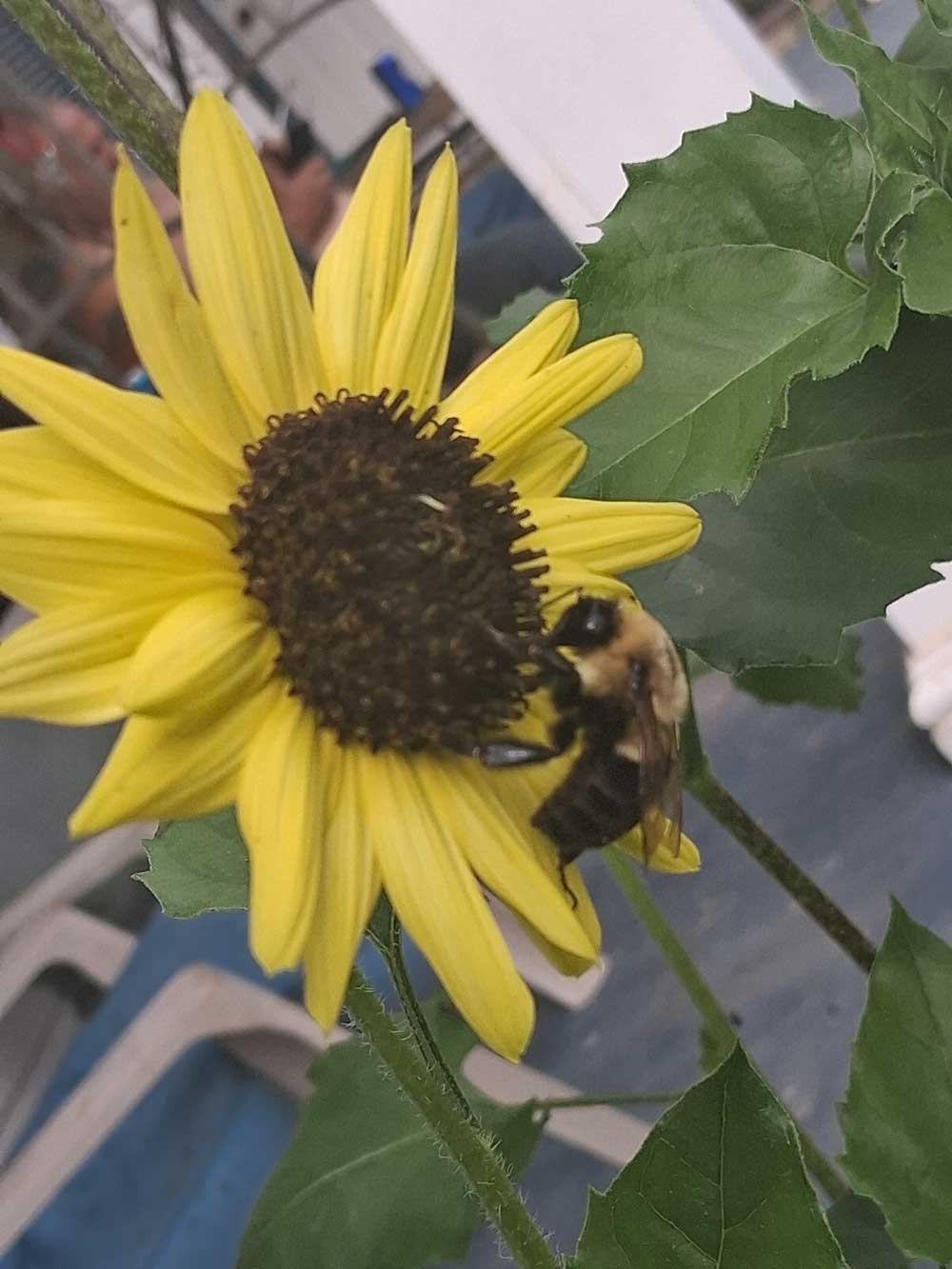 Sunflower