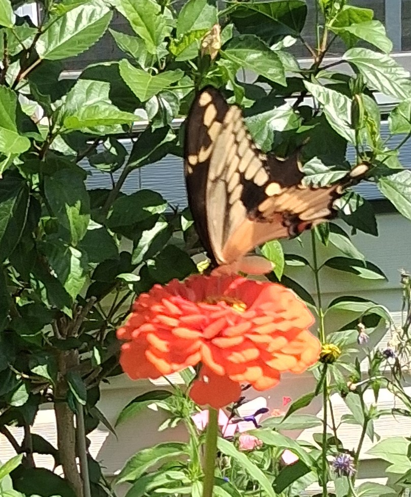 Zinnia