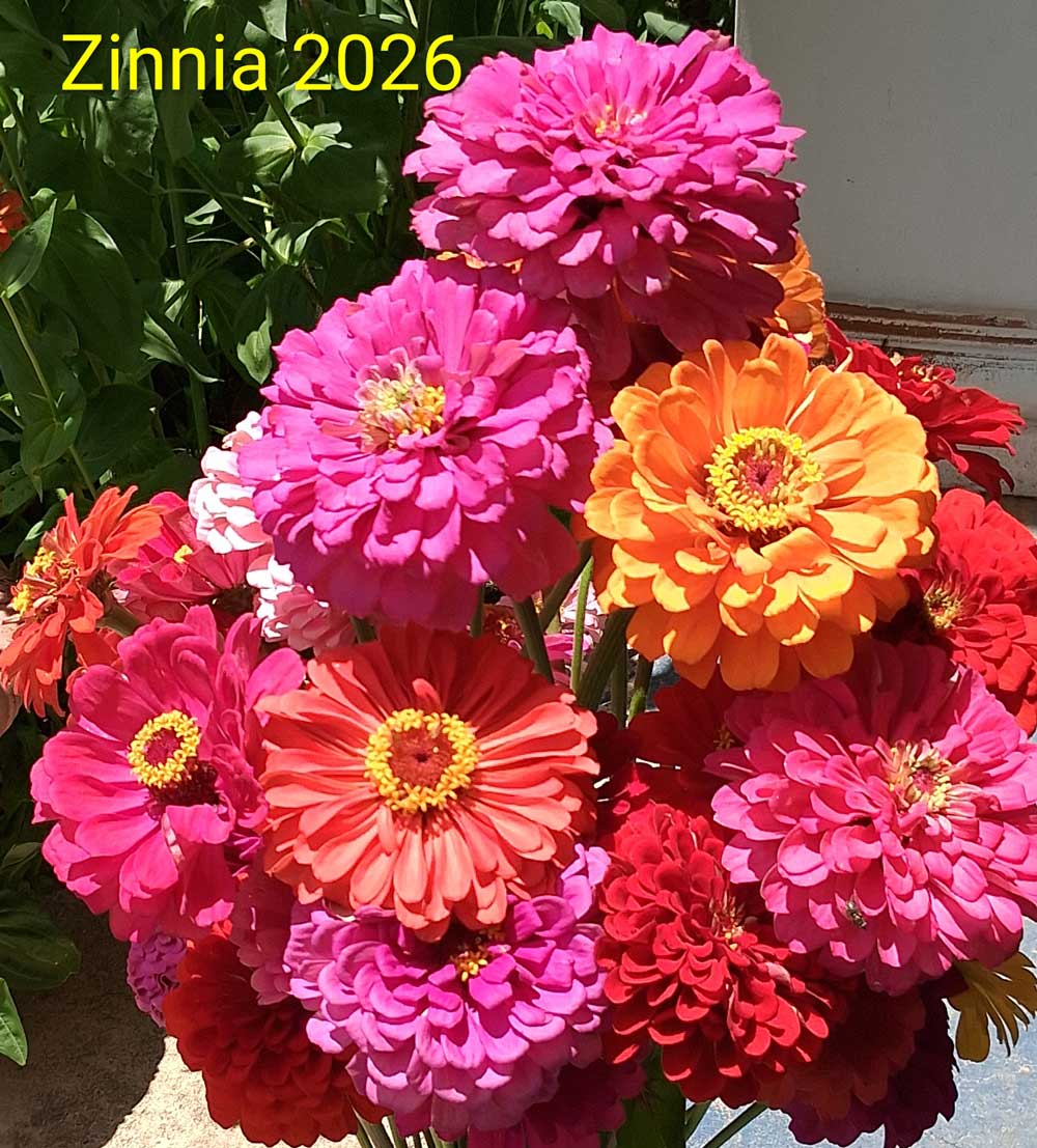 Bouquet