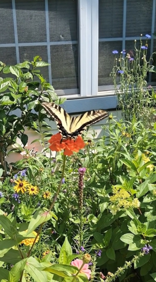 Butterfly on flower