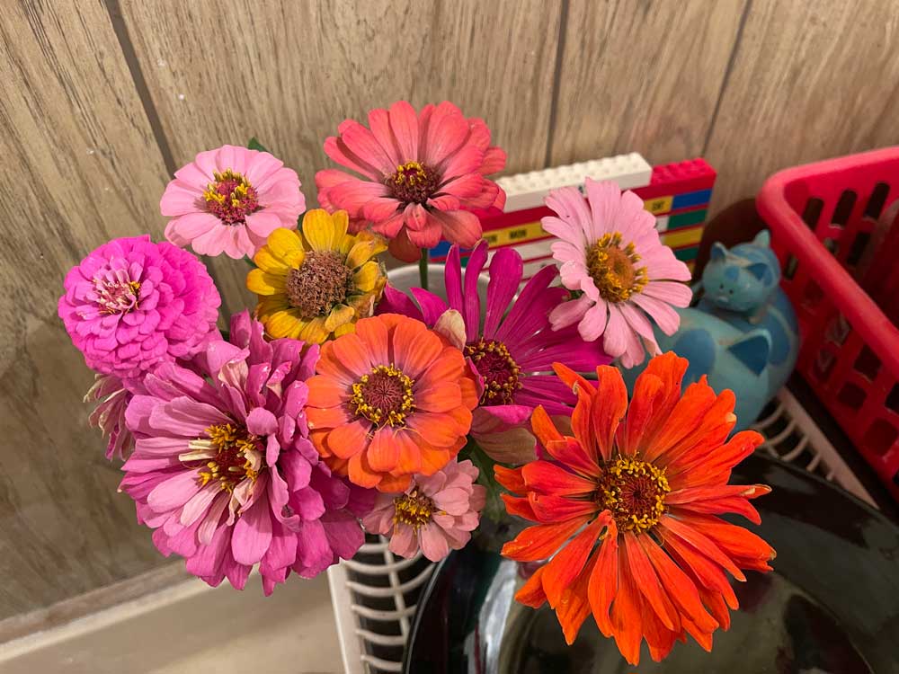 Small Zinnias, Big Beauty