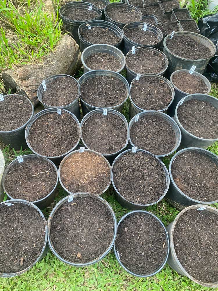 starting my Dahlia’s