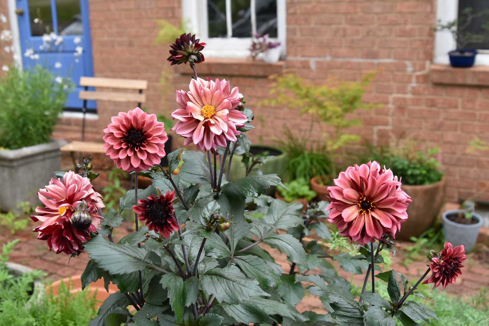 Dahlia Night Silence