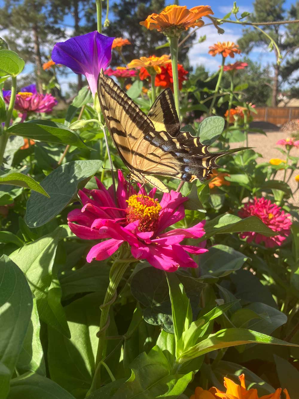 Even the butterflies are in awe