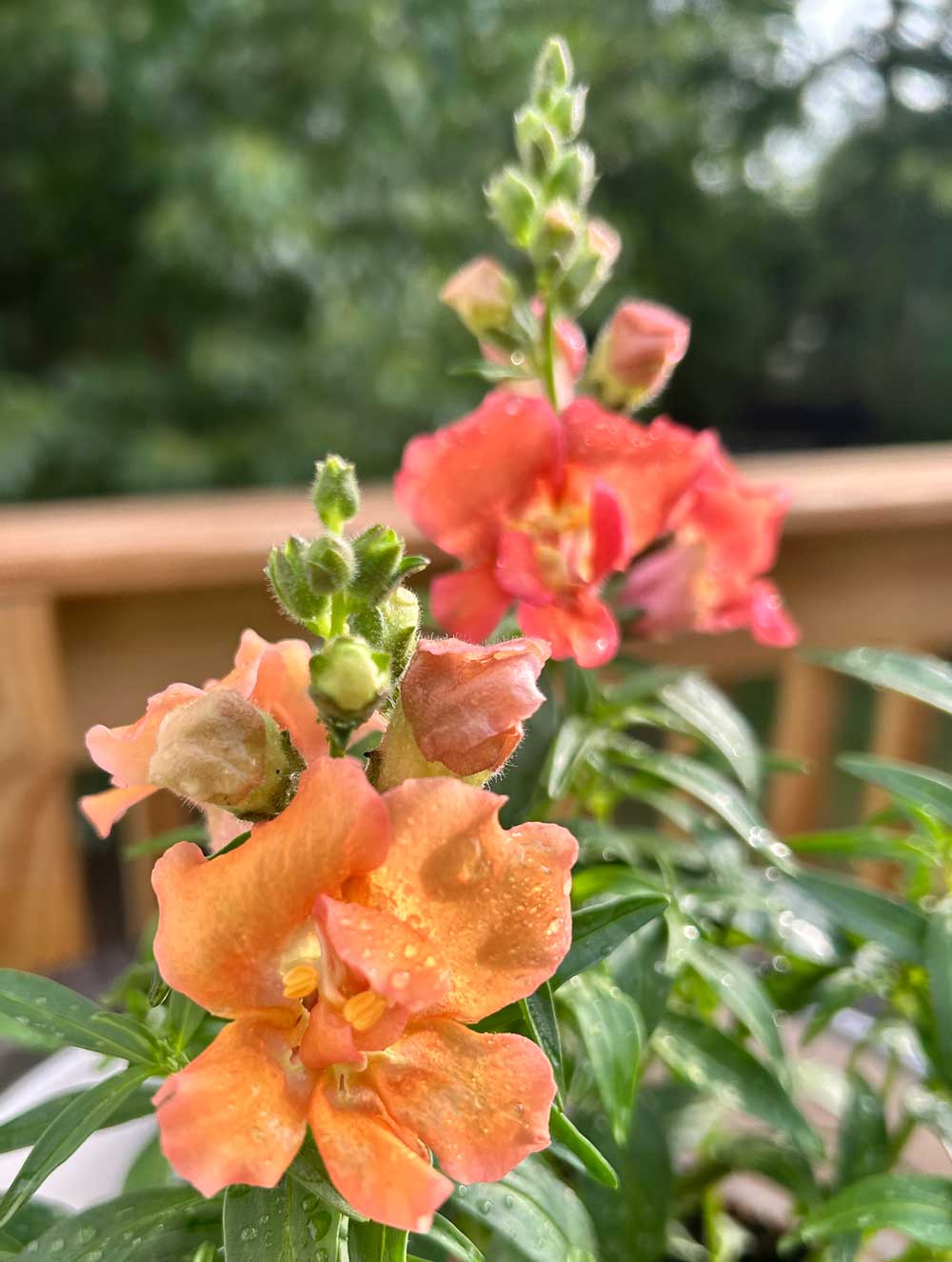 Snapdragons, First Blooms