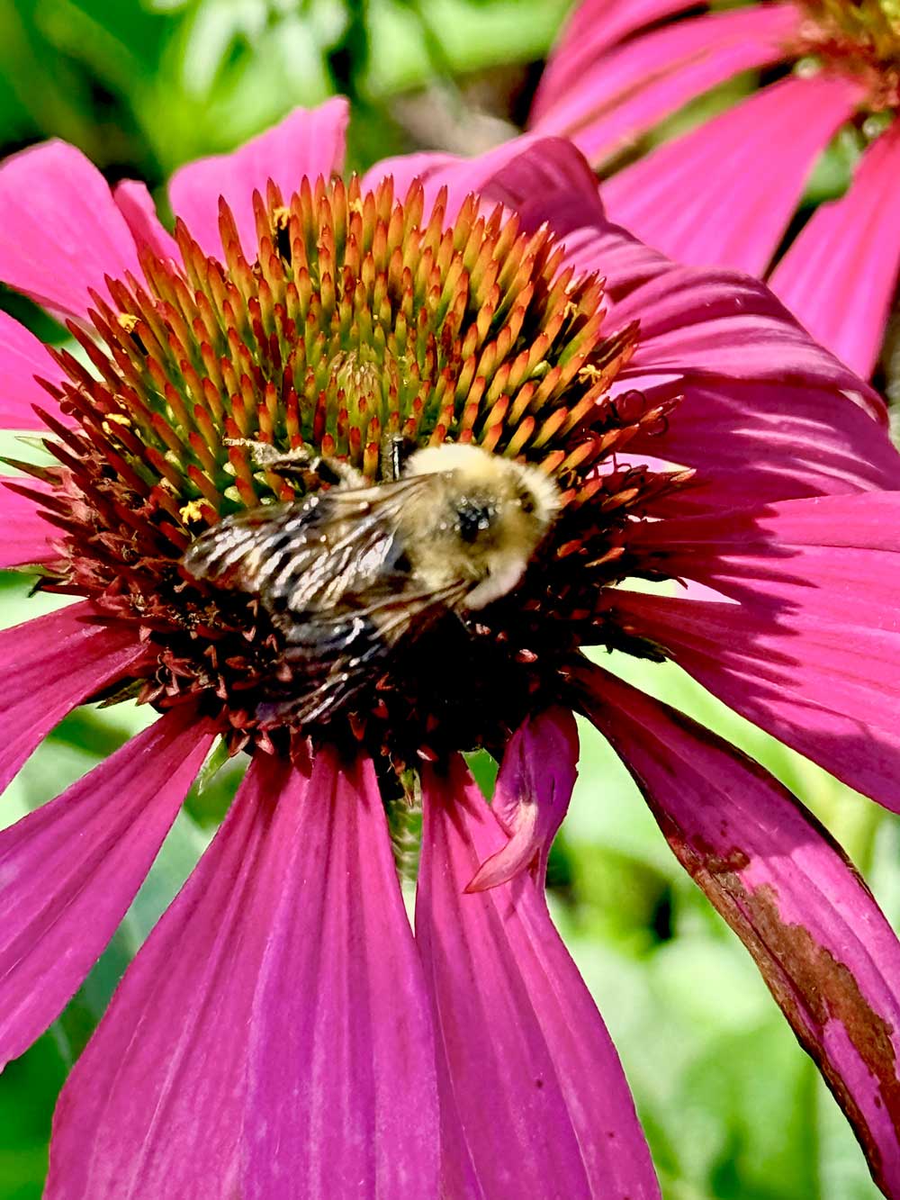 Pollinator paradise
