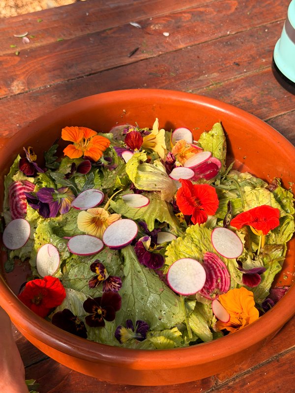 colorful sald with green, radishes, and edible flowers