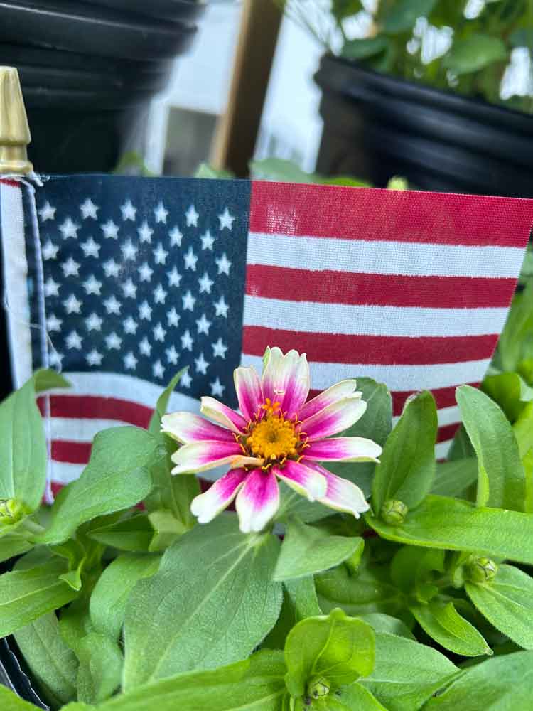 Zinnia against American flag