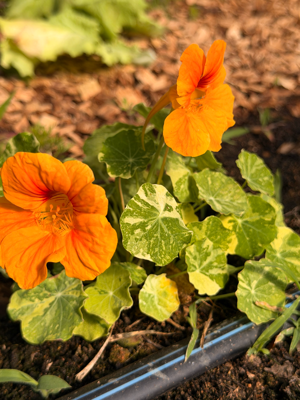 close up of orange nasturtium flowers