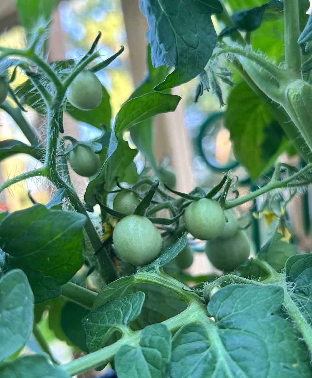 Baby Tomatoes in my container garden