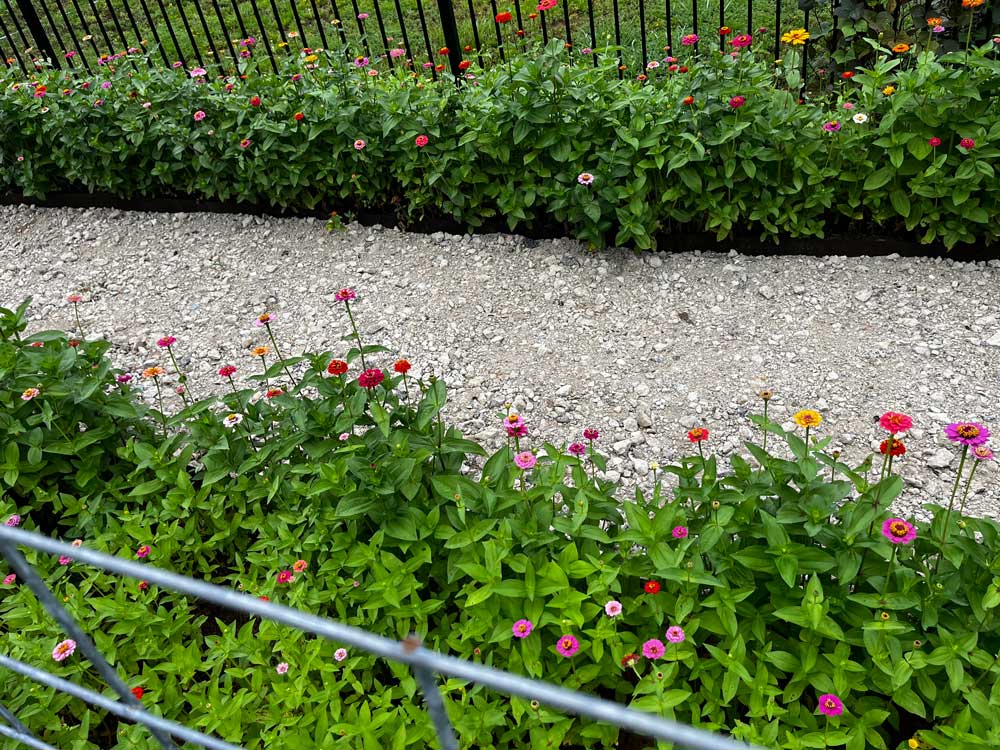 My Zinnias Are Zen!