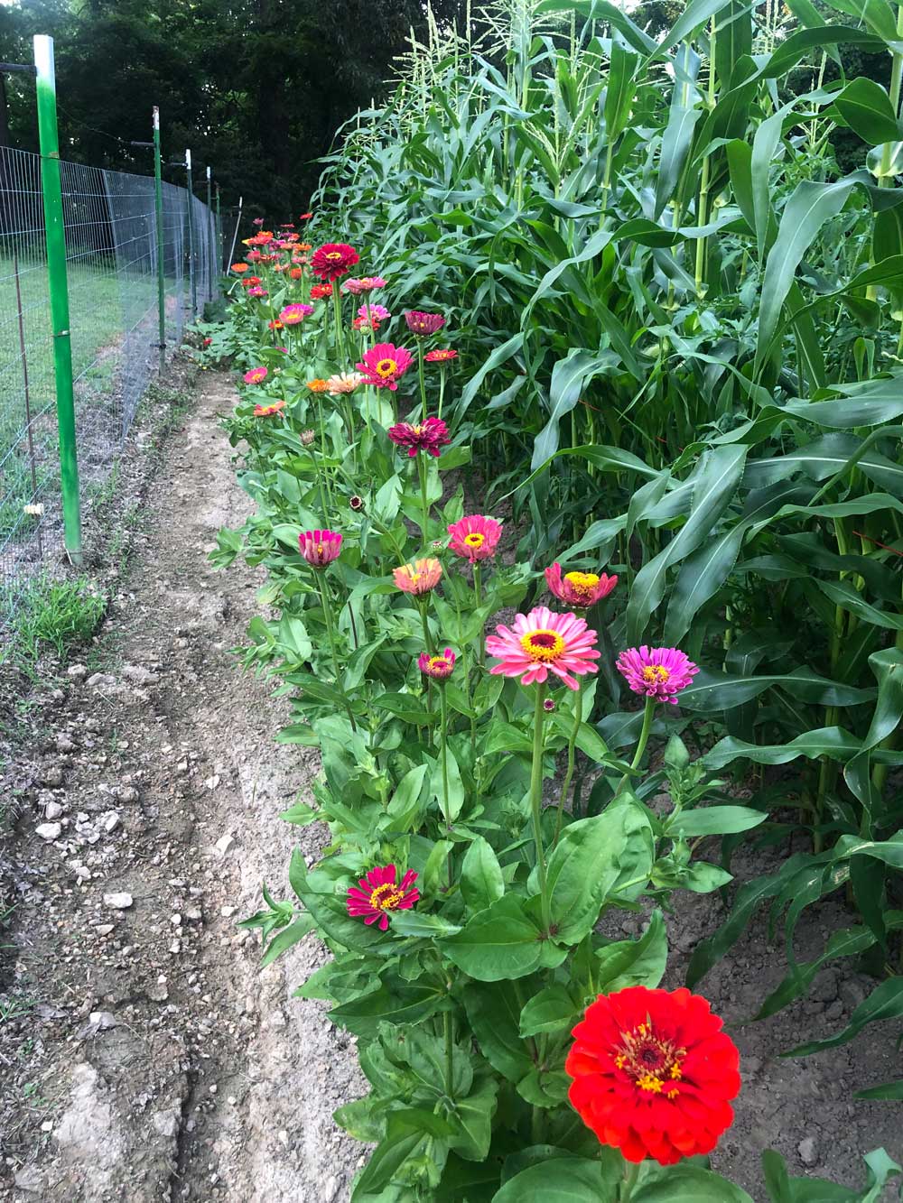 California Giants in my vegetable garden