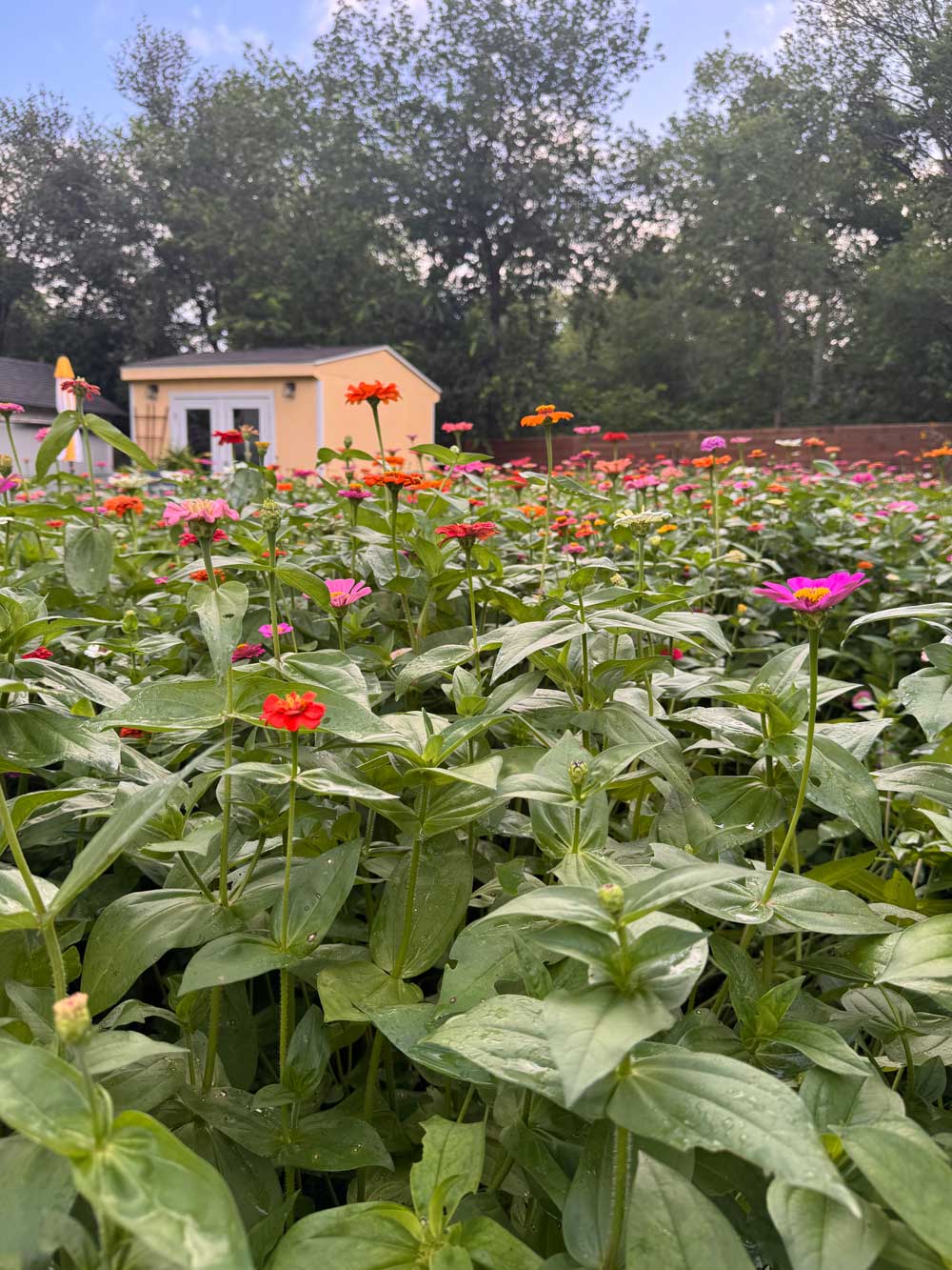 Casa Lucinda’s field of Zinnas!