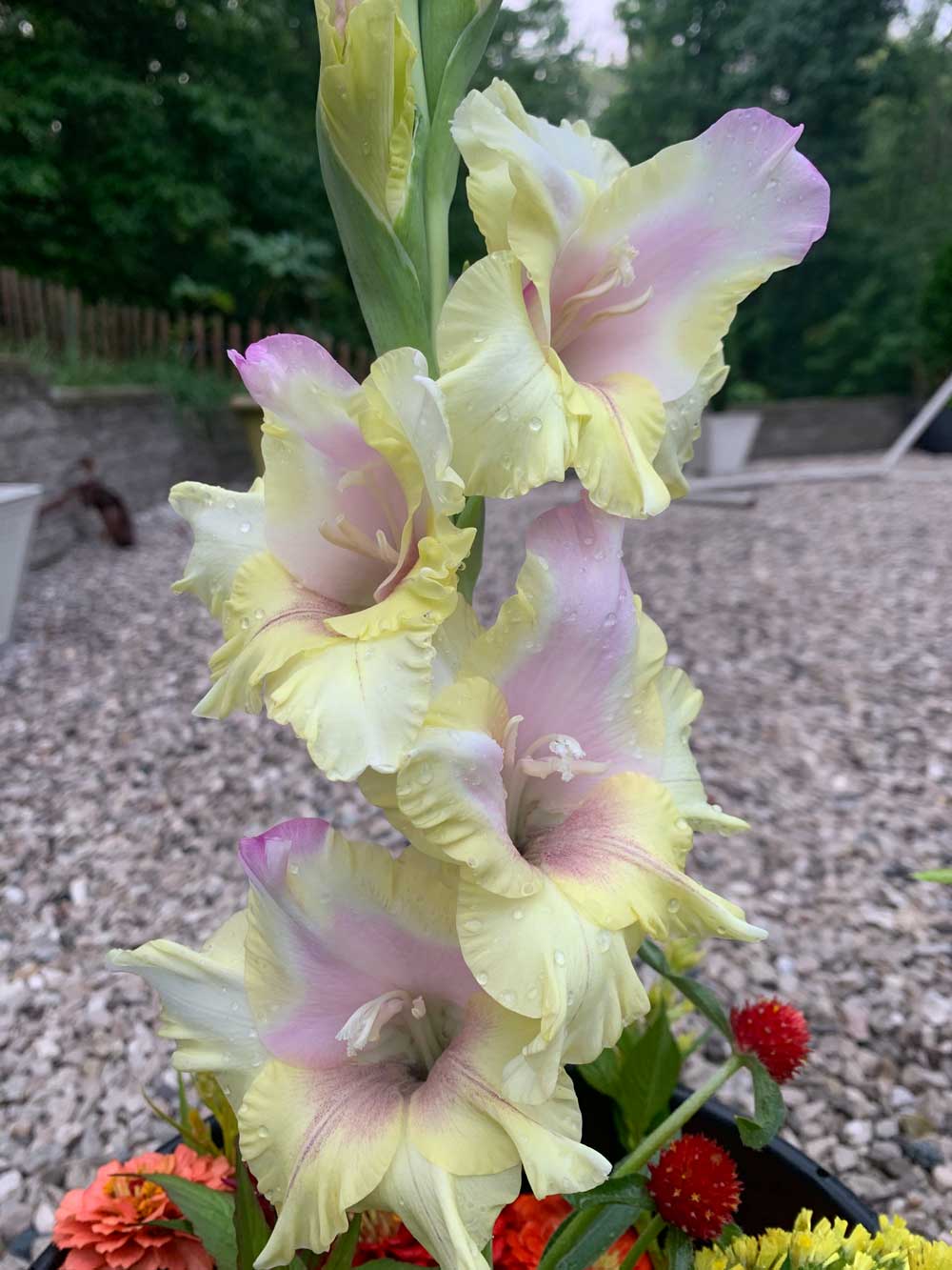 Mon Amour gladiolus