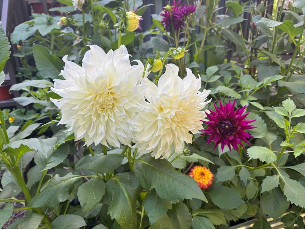 For the love of Dahlias