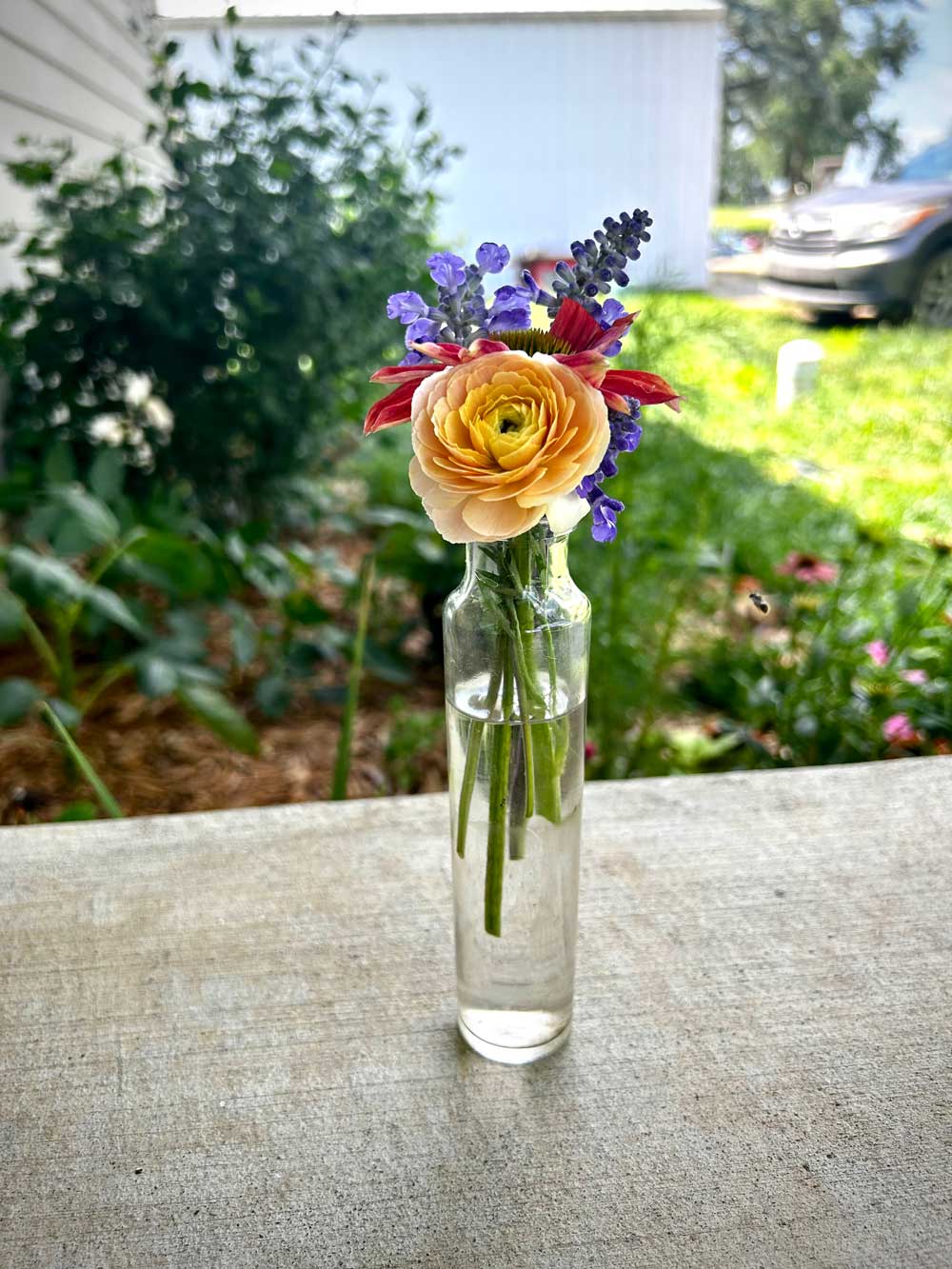 Ranunculus Perfection
