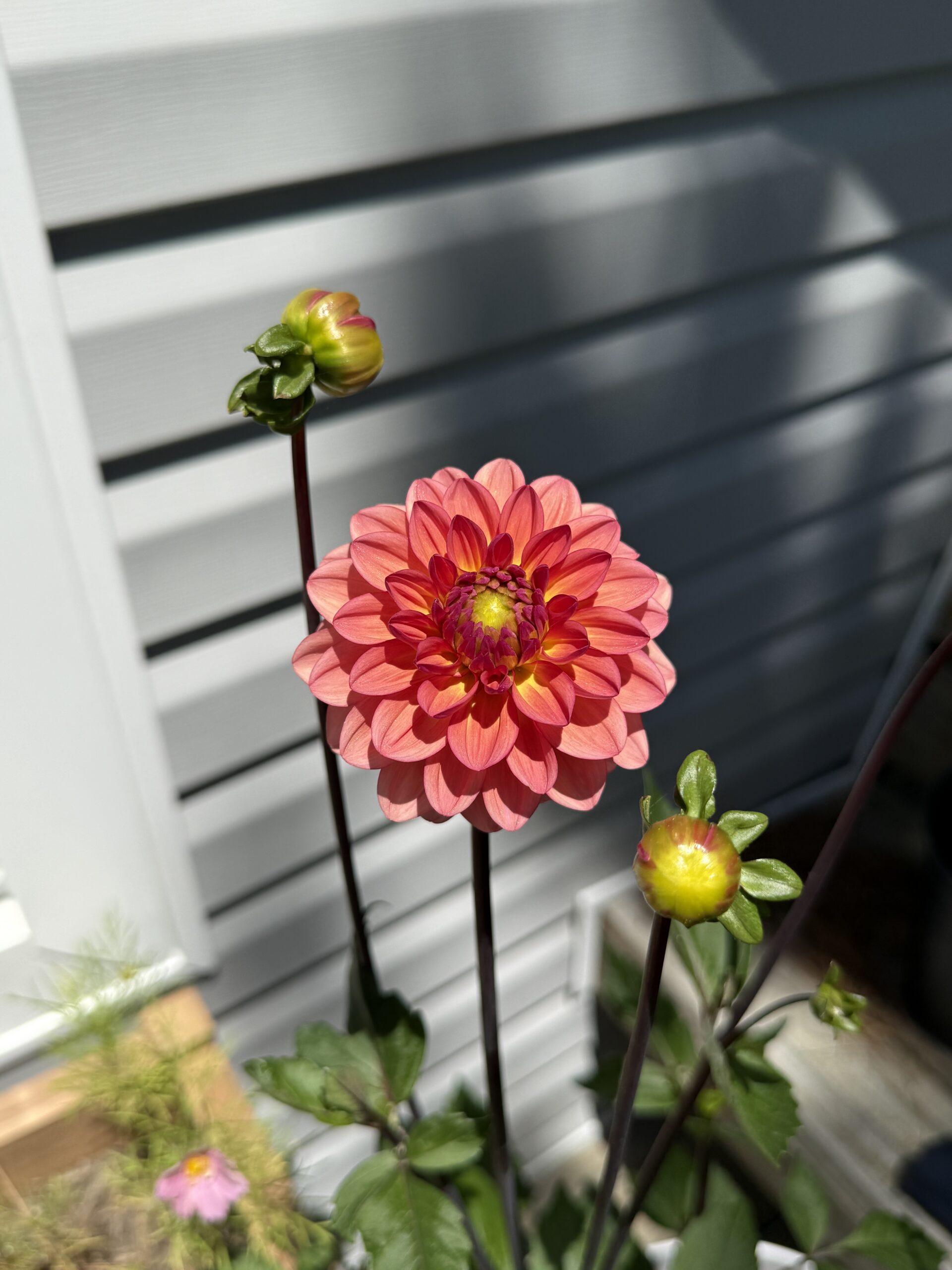 Orange Crush Dahlia!