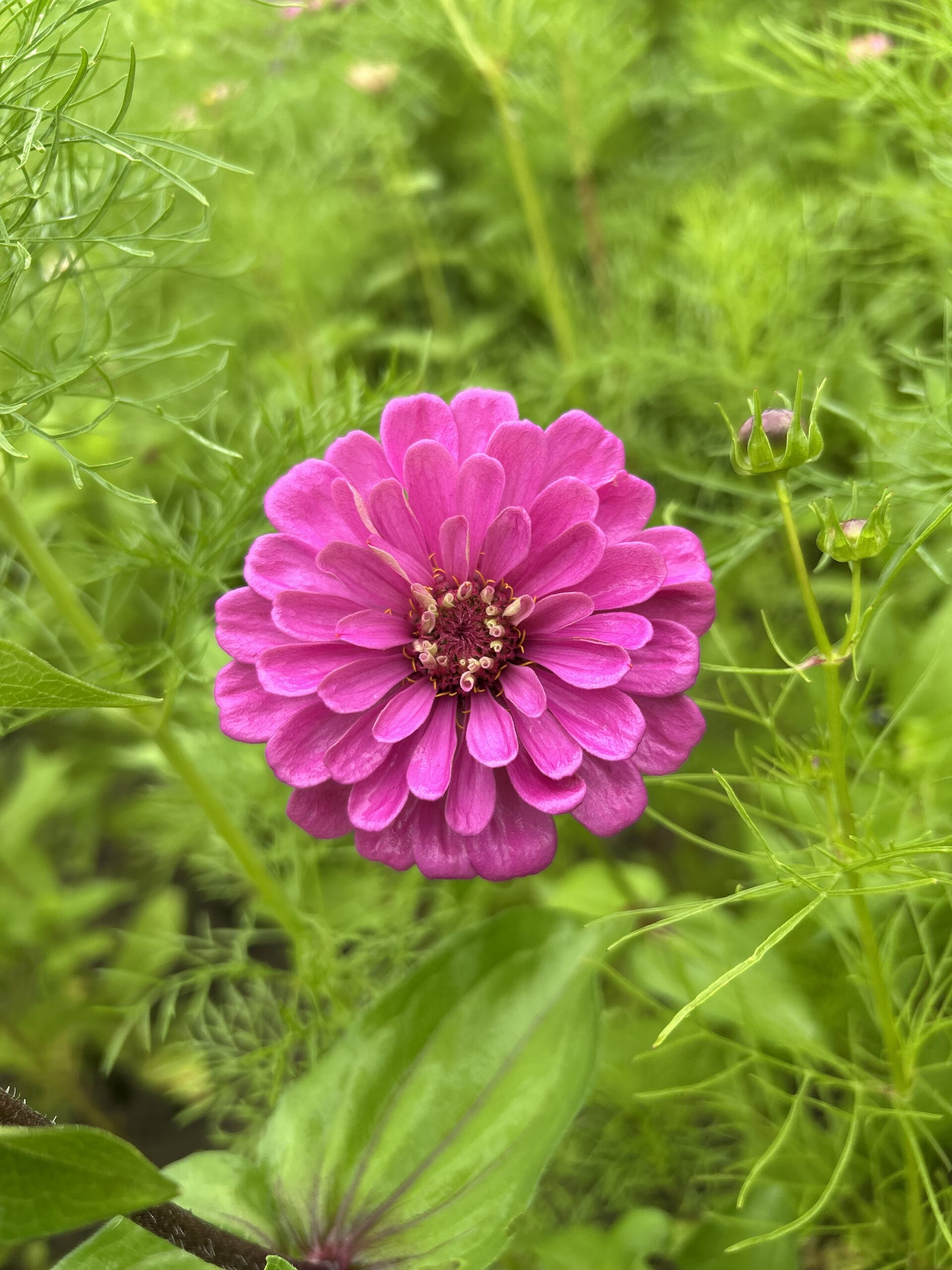 My Favorite Zinnia!