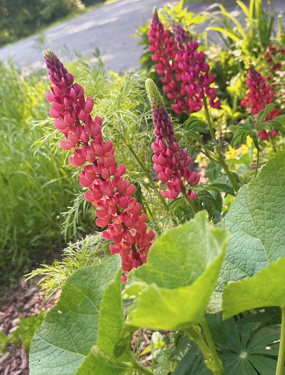 Ruby Reds in my Maine Garden