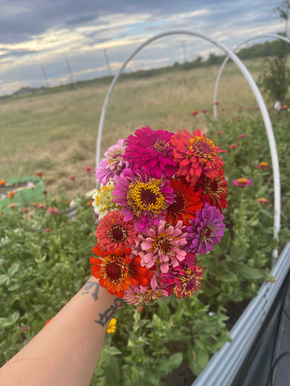 My bed of flowers