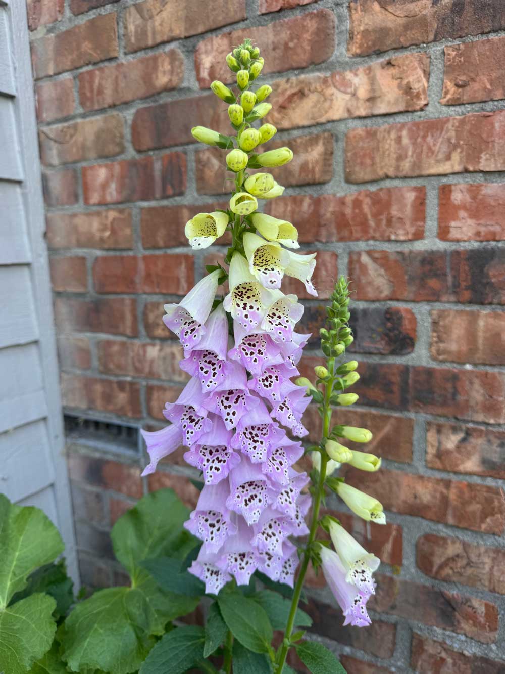 Foxglove