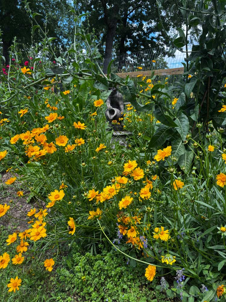 Cottage garden coreopsis