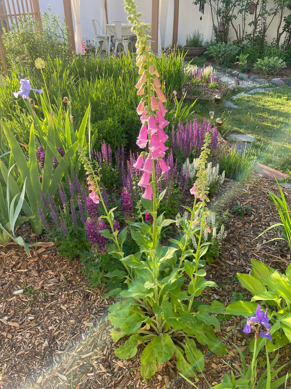 Foxgloves