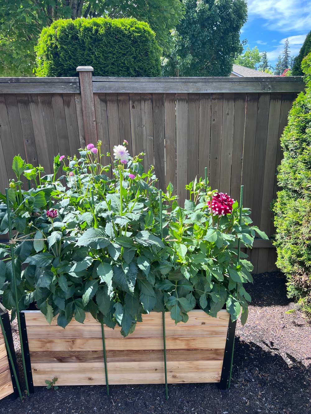 My 1st year of Dahlias