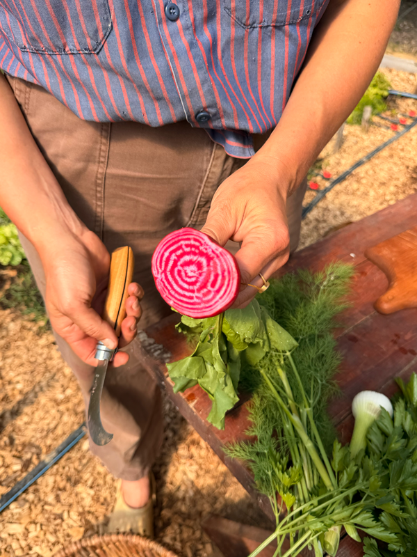 a hand holding a fresh beet sliced in half showing the bright red-pink circles