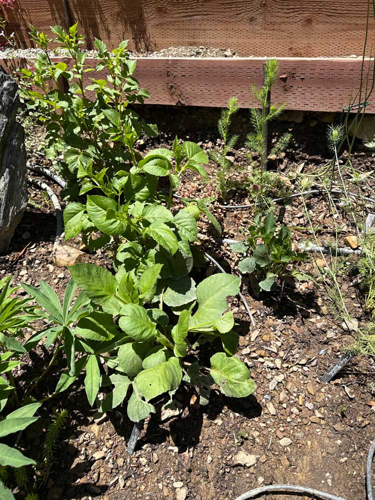 Dahlia sprouts