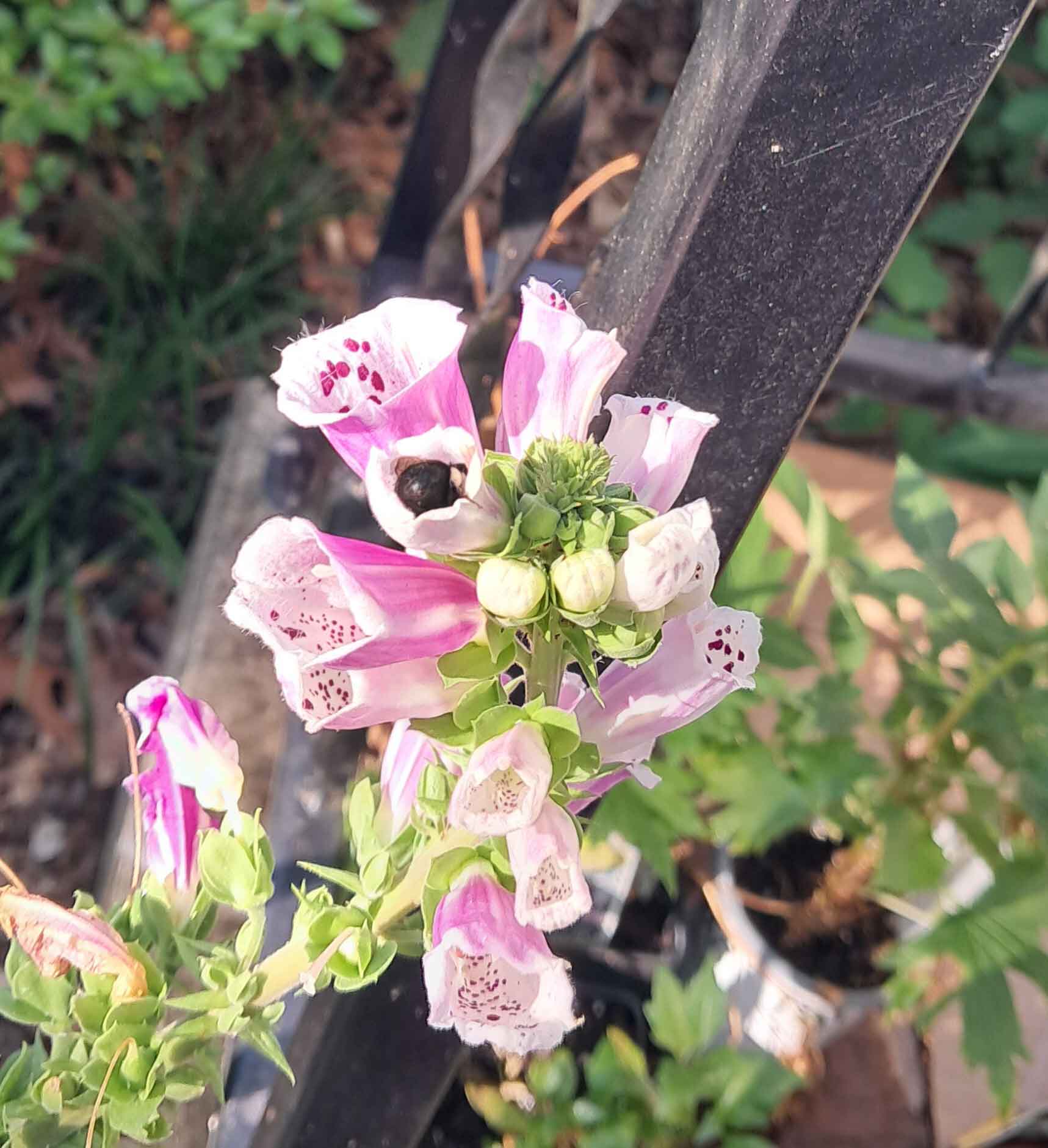 Bee Bums in Foxgloves