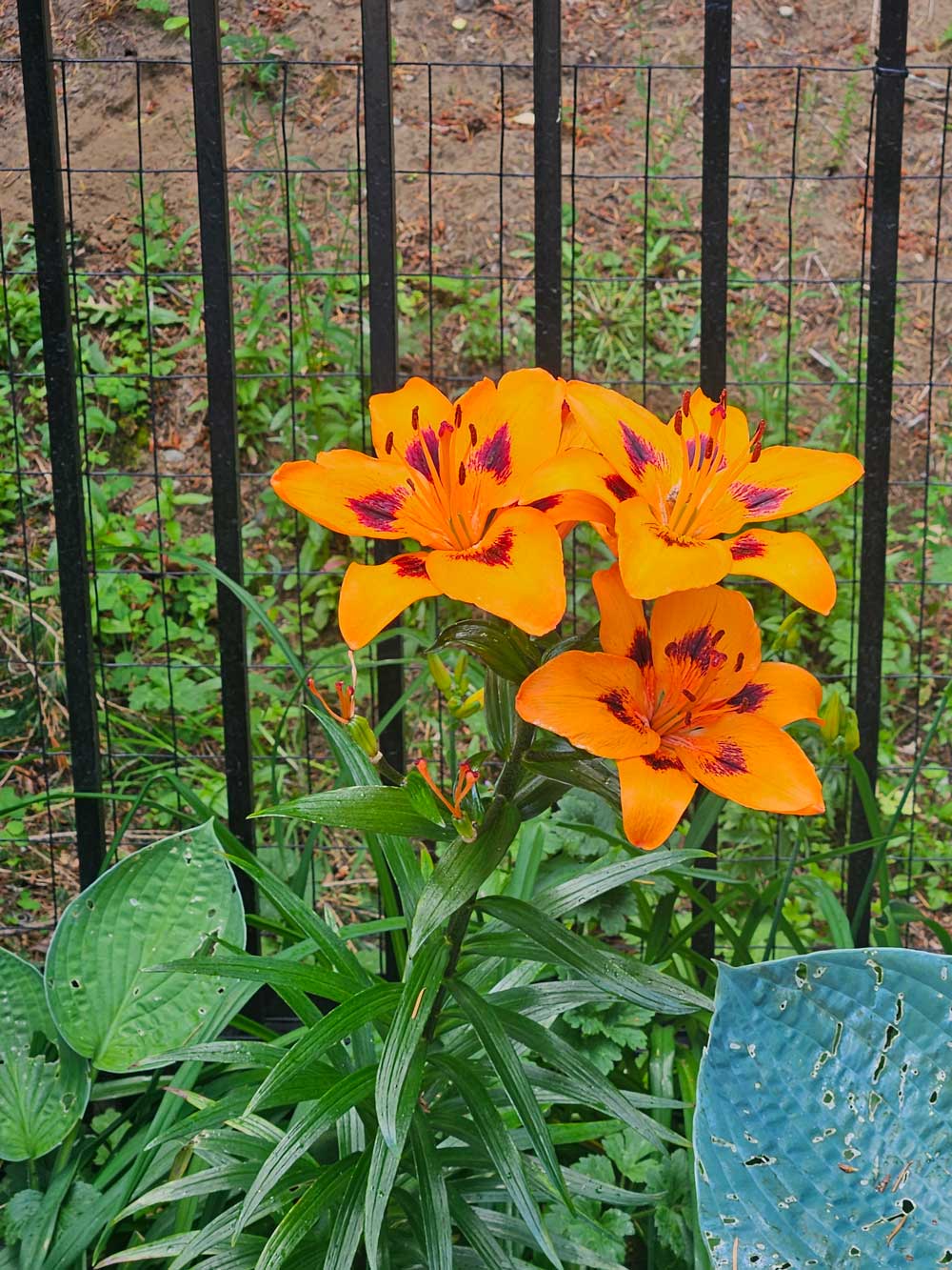 Asiatic Lily - Gardener's Toolkit - Eden Brothers