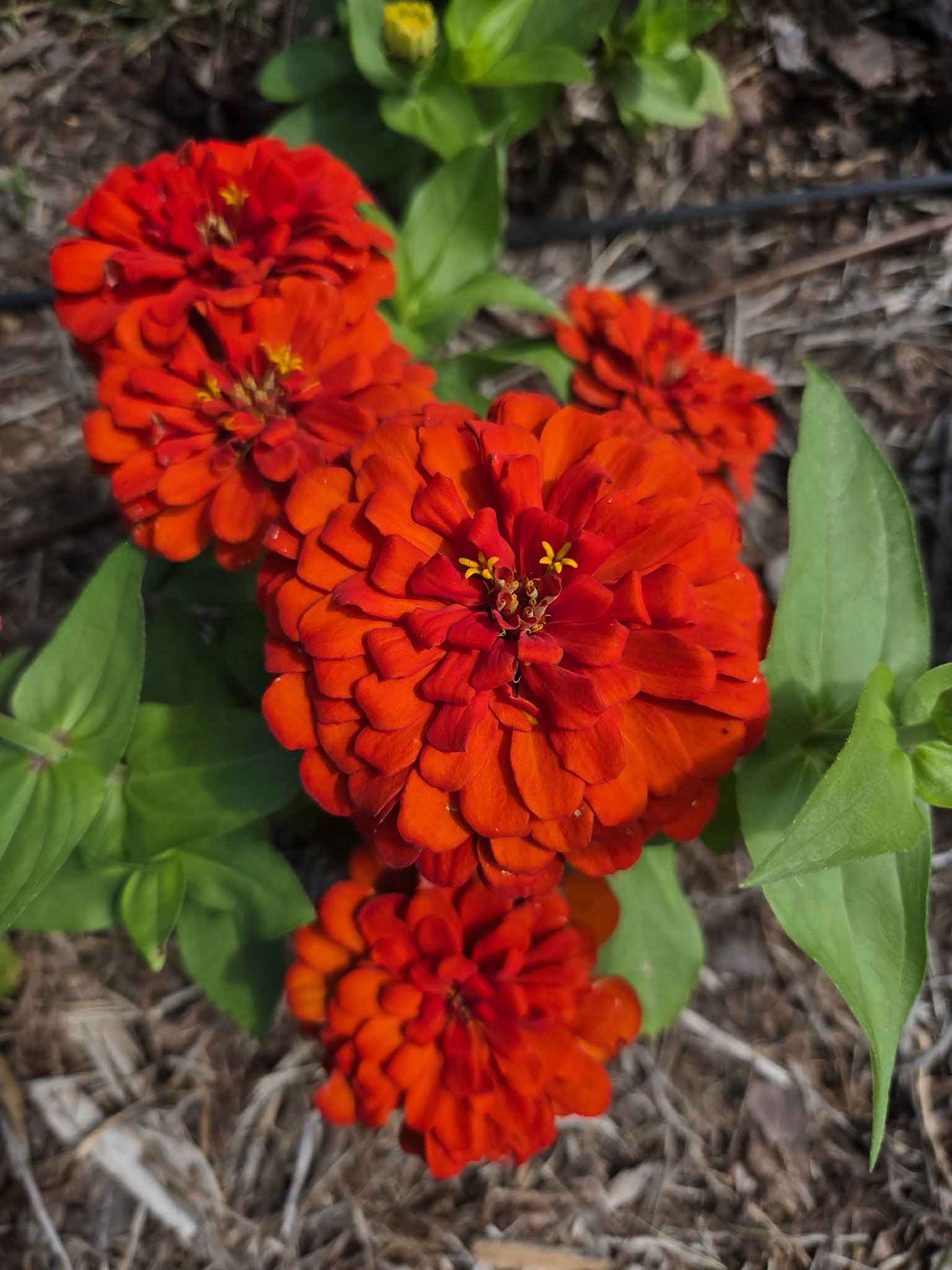 Zinnia warmth