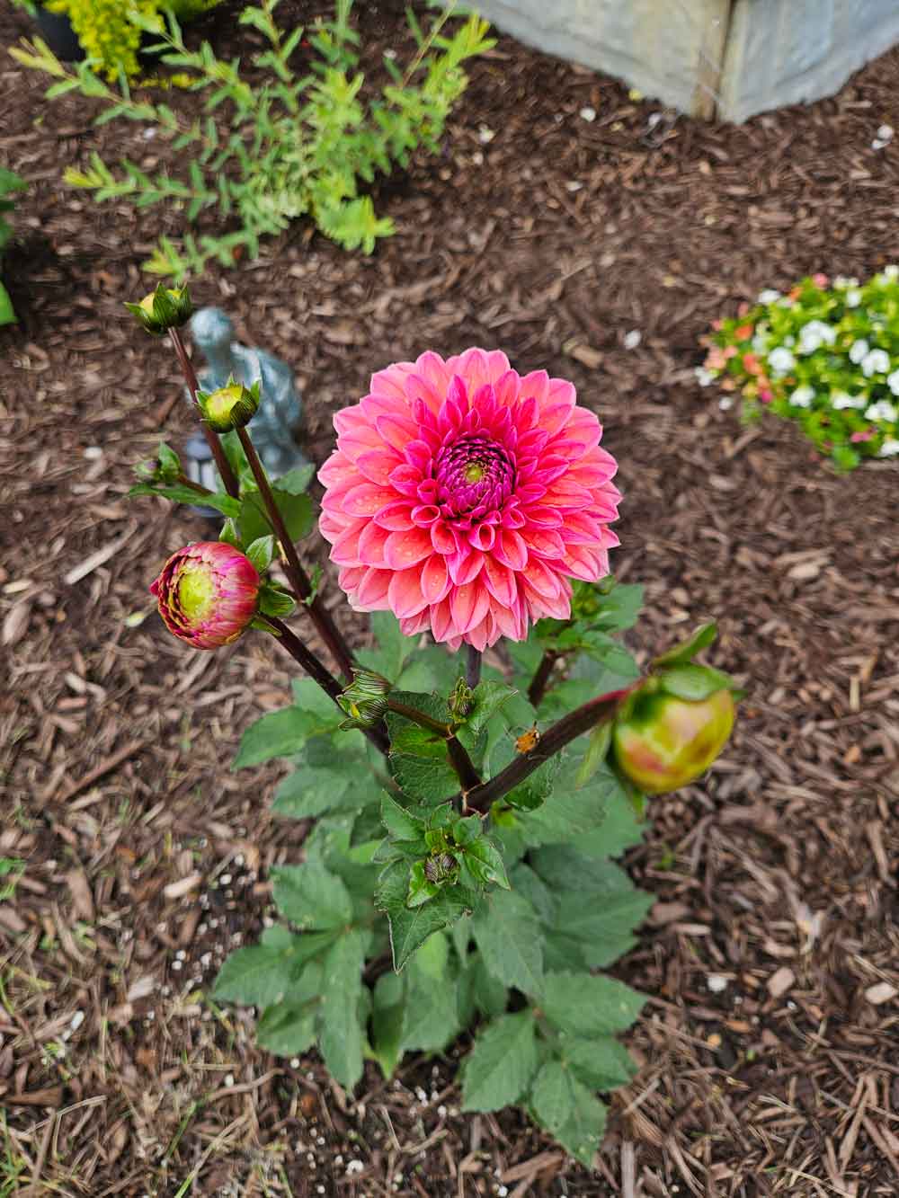 My first dahlia for 2026