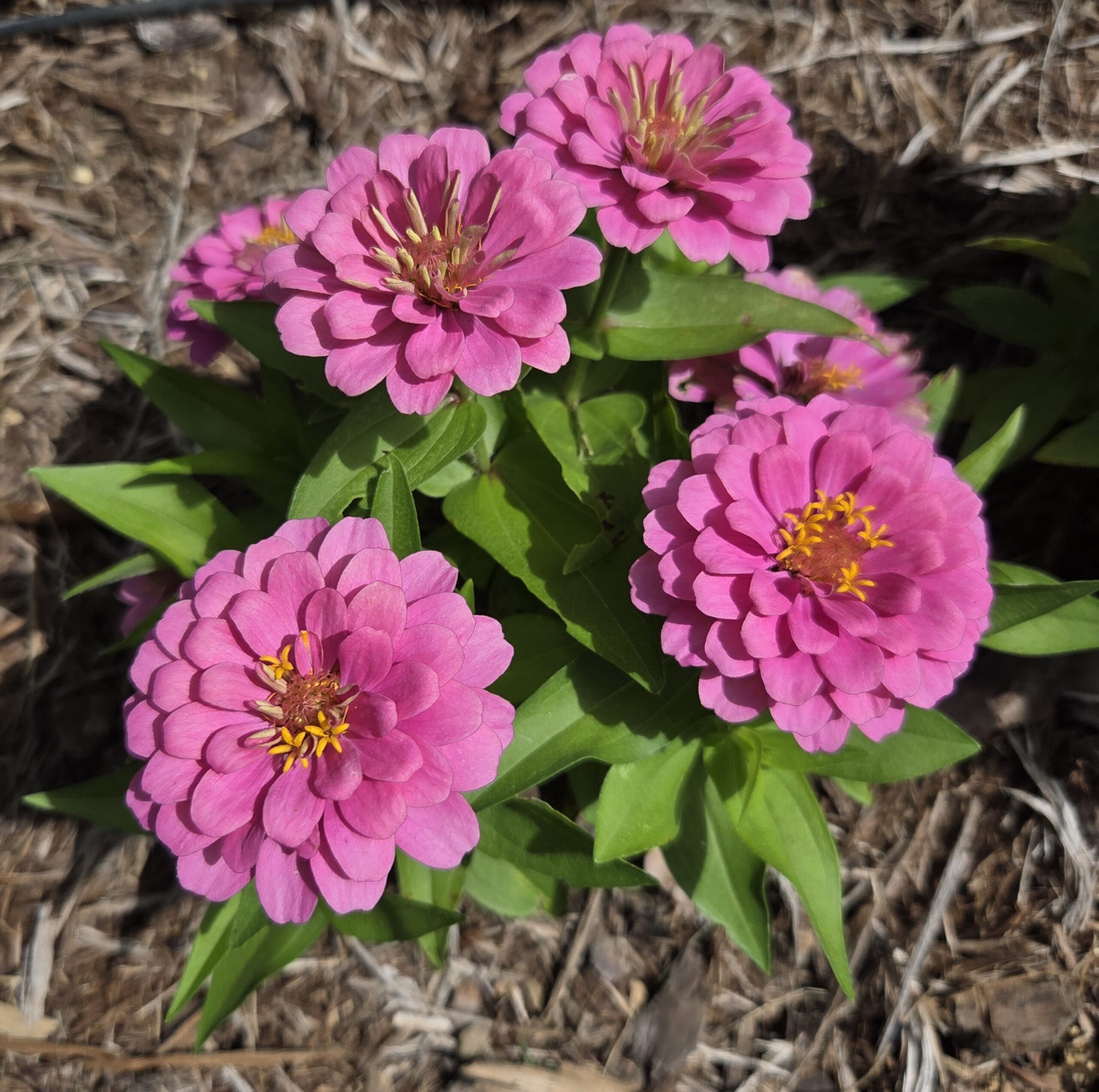 Pretty pink zinnia!