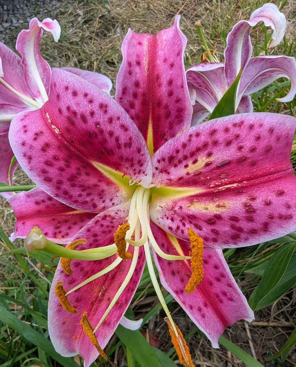 My stargazer