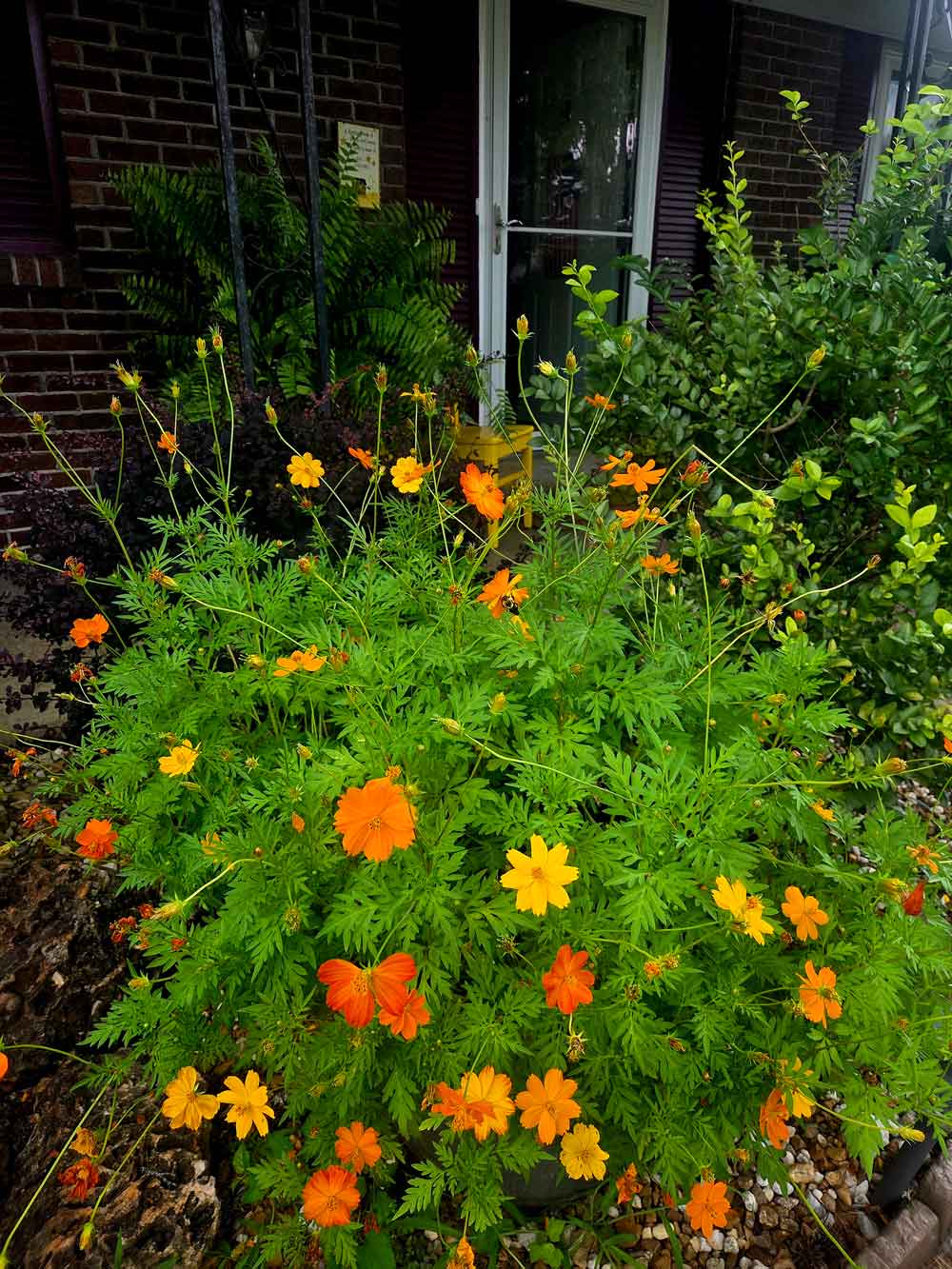 Cosmos in bloom!