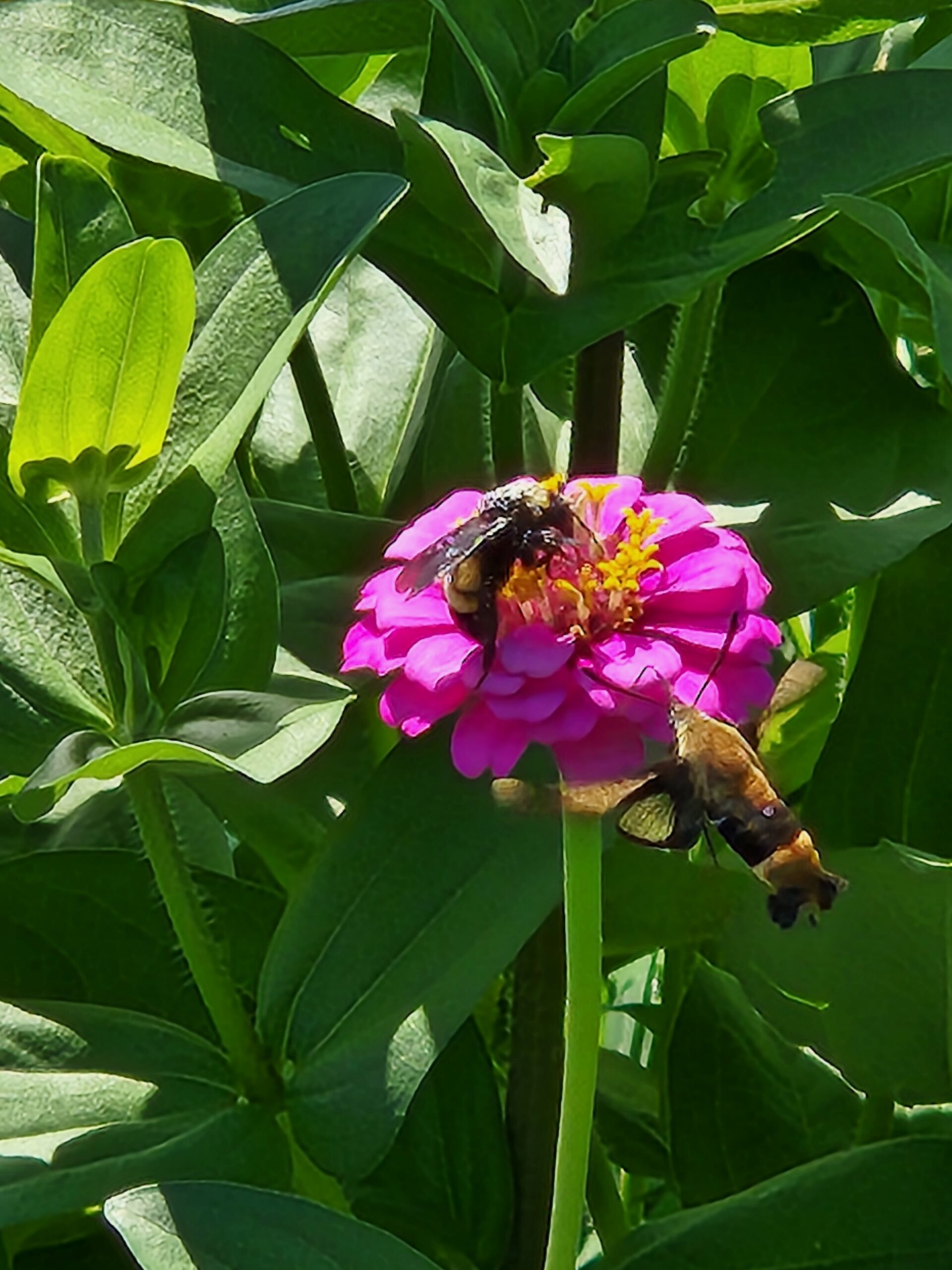 Zinnias Bumble Bee and Humming Bird Moth