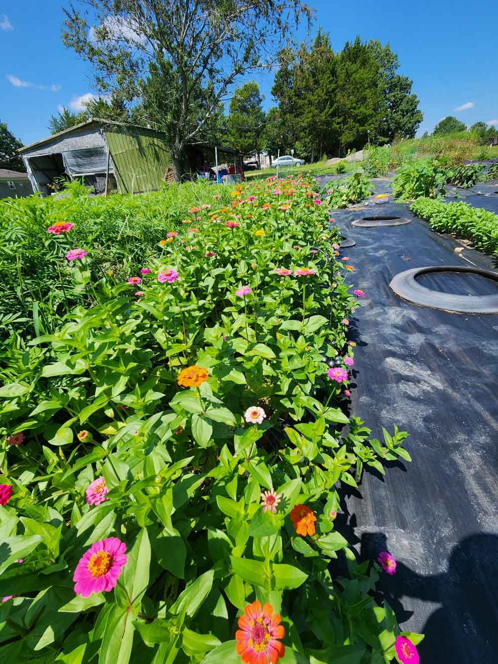 Zinnias and Marigolds