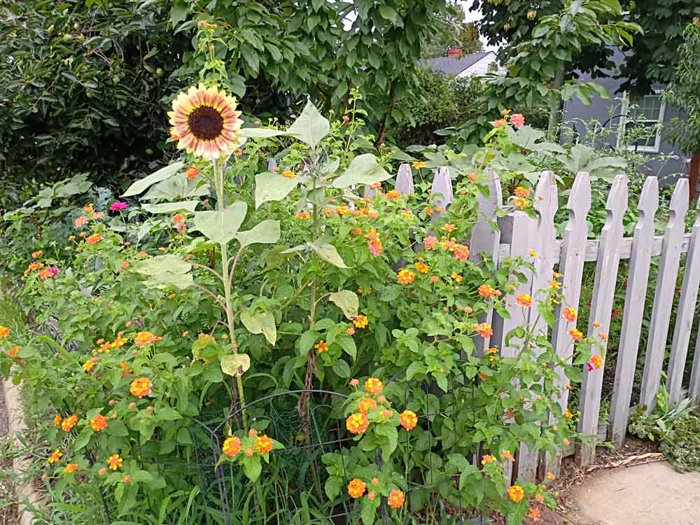 Pollinator Eden