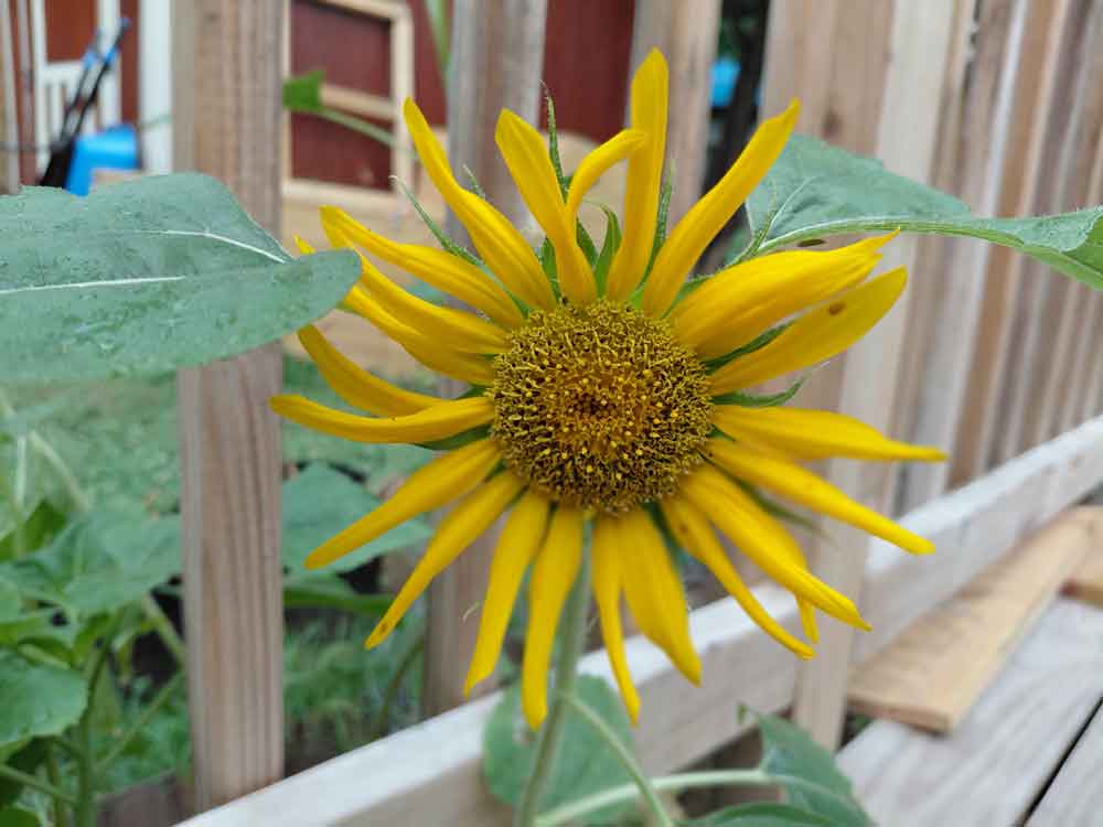 Sunflower