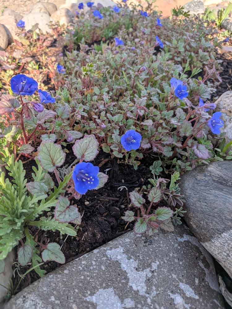 Pretty California blue bells