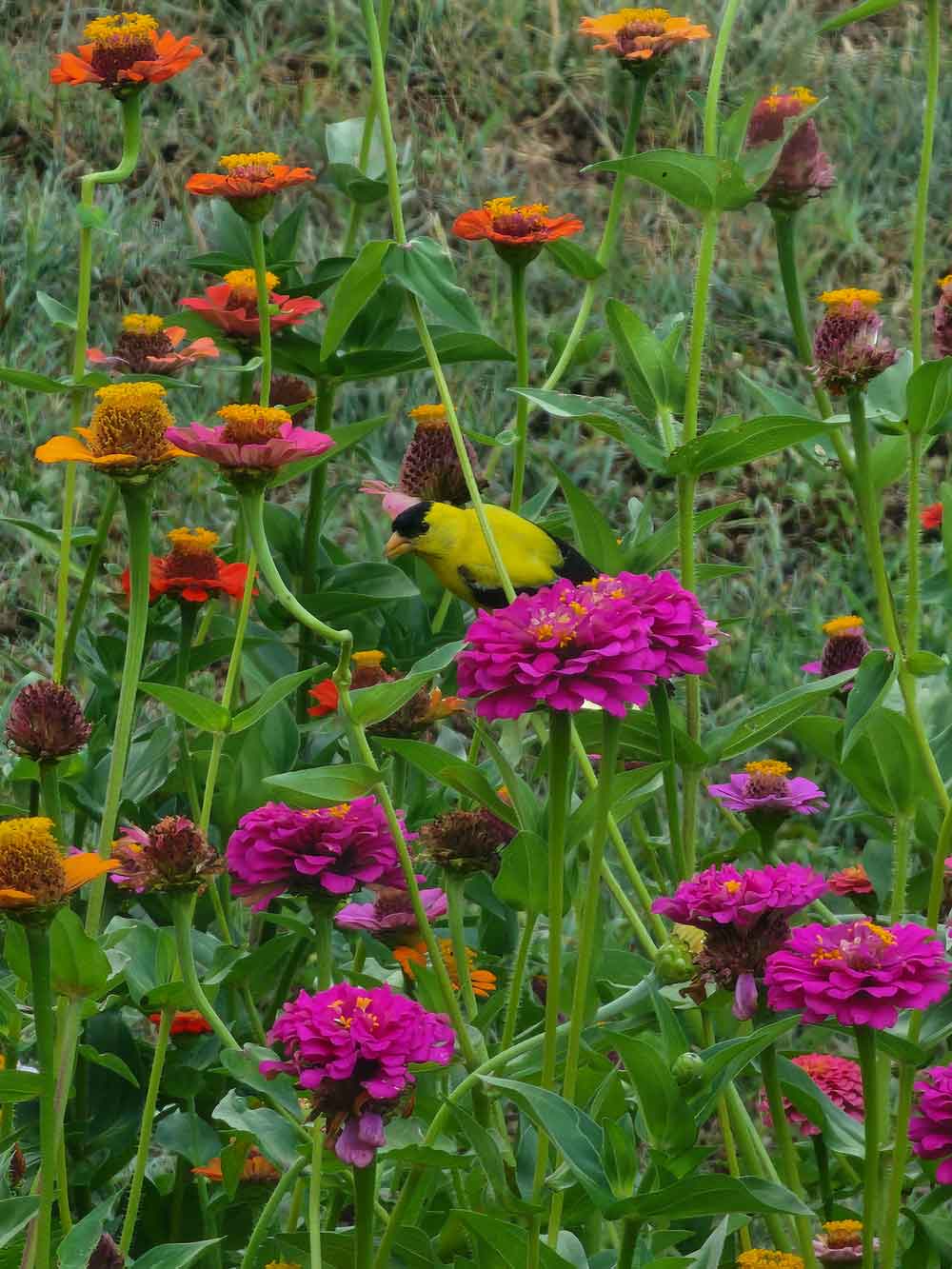 Goldfinch enjoying the zinnias