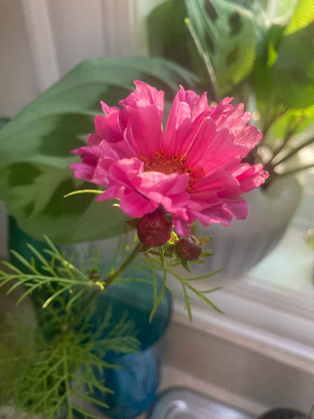 First cosmos of the season