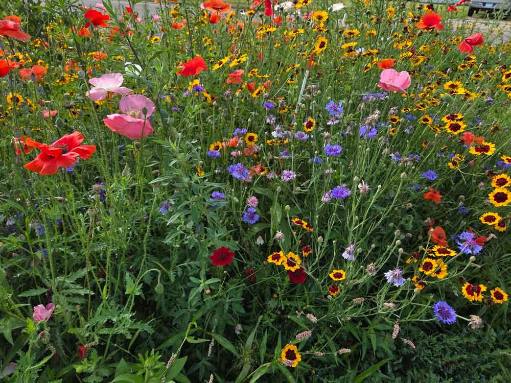 Midsummer color