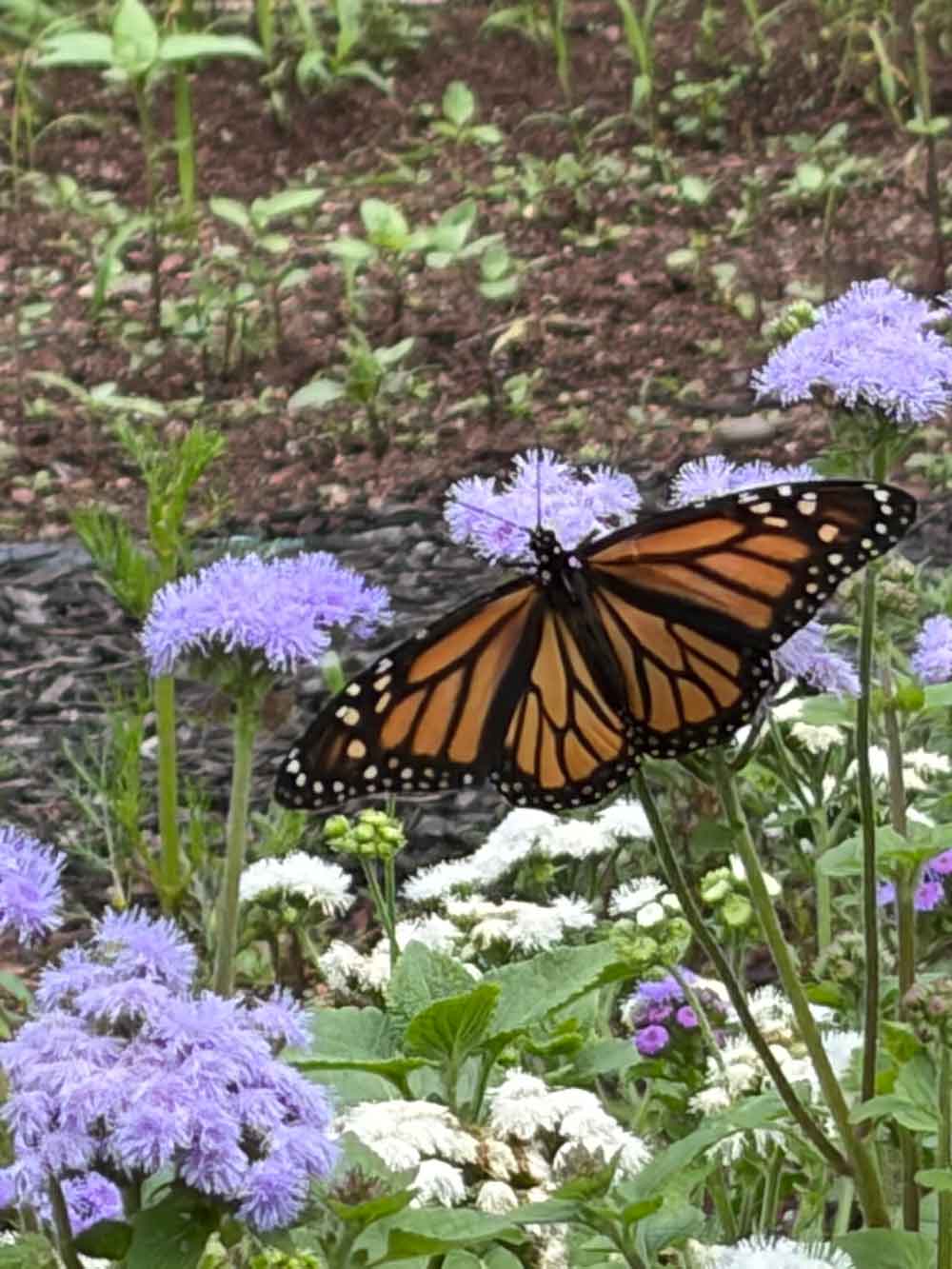 First Monarch of the summer