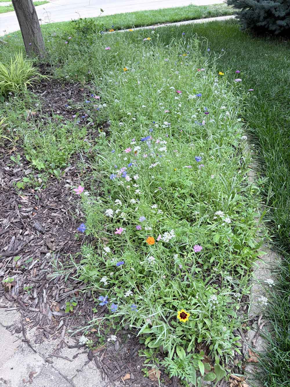 My Wildflower