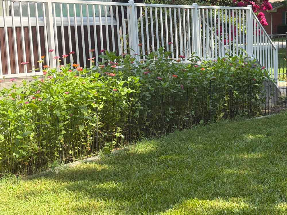 My zinnia bed